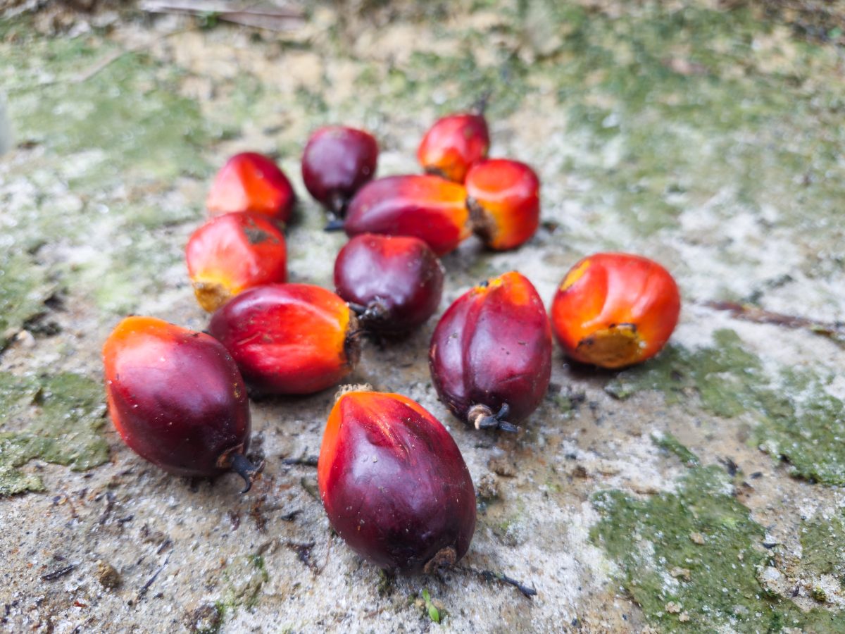 PALMINO ULJE 03