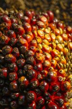 Vertical shot of piled palm kernel oil on the ground perfect for background