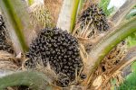 Close up of Palm seeds on tree.