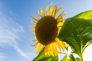 A sunflower blooms with its yellow petals and large brown center against a clear blue sky on a sunny day. Large green leaves frame the bloom